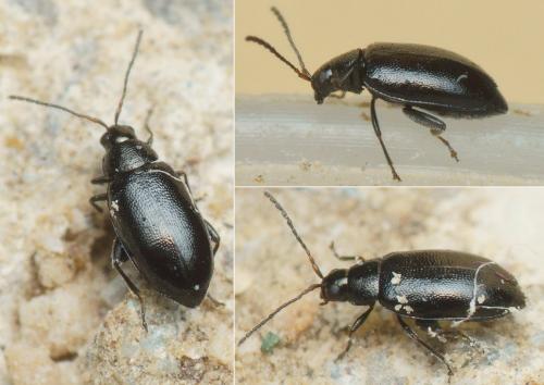 Phyllotreta atra